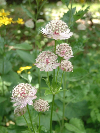 Astrantia major / Astranzia maggiore